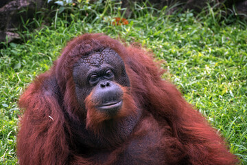 Fototapeta premium Borneo orangutan in their environment