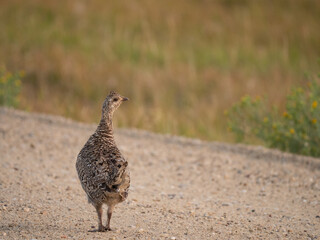 Greater Sage Grouse Hen in sunlight walking on a gravel road with her back to the camera, looking back.