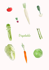 set of vegetable illustration, isolated on white