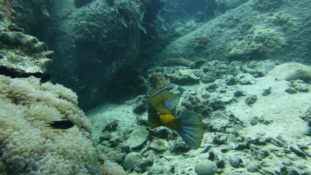 Shy adult yellow boxfish leaves reef cleaning station to find shelter.