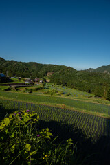 Fototapeta na wymiar terraced rice field on Japanese farm