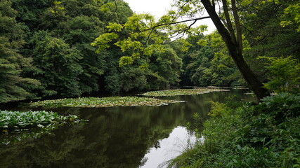 Un lago en calma