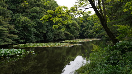 Un lago en calma