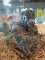 Close-up two small African grey parrot (Psittacus erithacus) relax in glass box.