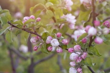 apple tree branch with pink buds and leaves. spring floral background.