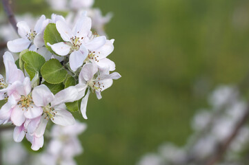 Apple tree branch with flowers and leaves close-up on blurred background. spring season.