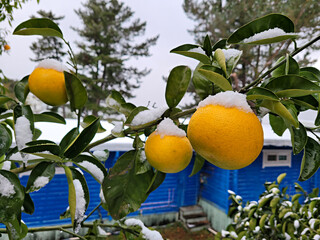 귤나무 위에 내린 흰눈, 하귤나무 위에 내린 흰눈, 하귤, Tangerine from Jeju...