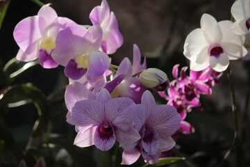 pink orchid flowers