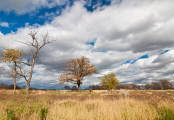 532-86 Autumn Grasslands