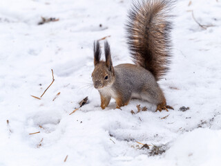 Naklejka premium The squirrel sits on white snow. Portrait of a squirrel