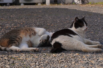 仲良しな猫さん