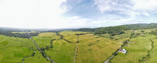 aerial view of green rice fields