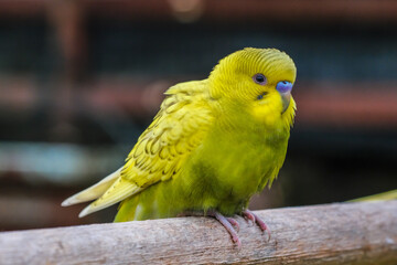 Cute colorful love bird in  the cage