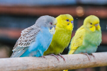Cute colorful love bird family inside the cage having fun.