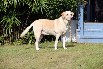 Labrador retriever in front of house