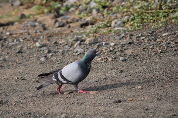 pigeon on the ground