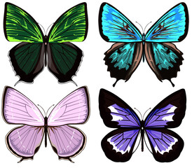 シジミチョウ　セット