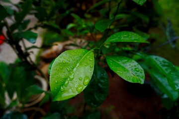Close-up of blurred background orange leaves.