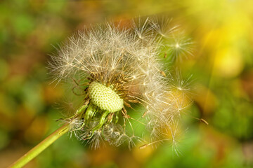 Fluffy dandelion head with flying seeds, illuminated by the sun. Selective focus