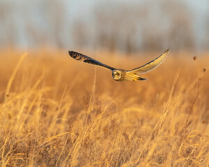 Short Eared Owl hunting over the Prairie