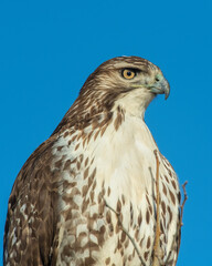 Red Tailed Hawk