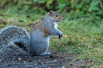 side portrait of one cute grey squirrel with fluffy fur sitting on a paved walkway in the park 