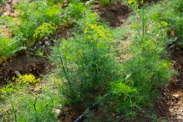 Closeup of fresh young green dill growing on vegetable garden. Harvest time..