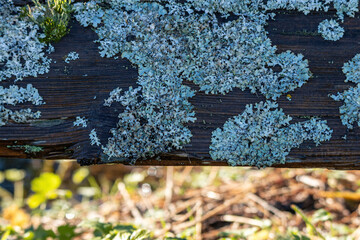 damp wooden fence in the park covered with a layer of Lichen