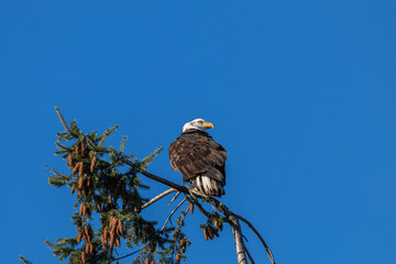 one beautiful bald eagle easting on top of the pine tree branches under clear blue sky on a sunny day