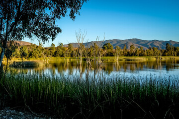 Evening light on Otay Lakes with submerged trees