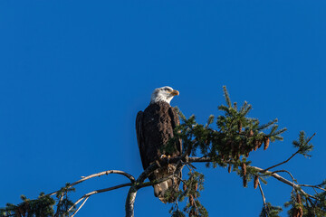 one bald eagle resting on top of pine tree branch under clear blue sky