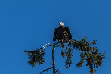 portrait of a beautiful bald eagle resting on top of a pine tree under clear blue sky shaking the feather on its wings