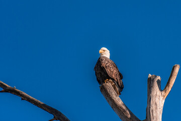 2020-12-22 A BALD EAGLE SITTING ON A PERCH WITH A BIRGHT BLUE SKY