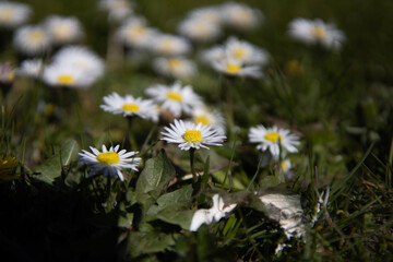 daisies in a meadow