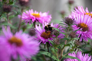 Bumblebee close-up on pink flower collecting nectar to create honey, selective focus, soft focus