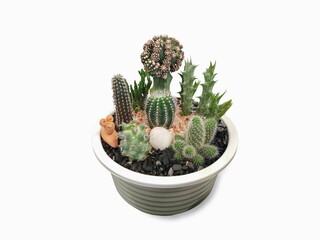 view of many cactus species planting in white flowerpot isolated on white background.