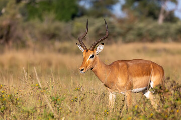 Naklejka na ściany i meble Impala antelope male (Aepyceros melampus) Caprivi strip game park, Bwabwata Namibia, Africa safari wildlife and wilderness