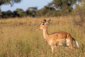 Naklejka na ściany i meble Impala antelope female (Aepyceros melampus) Caprivi strip game park, Bwabwata Namibia, Africa safari wildlife and wilderness