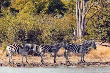 Fototapeta na wymiar lined up Zebras in african bush on waterhole. Moremi game reserve, Botswana, Africa safari wildlife