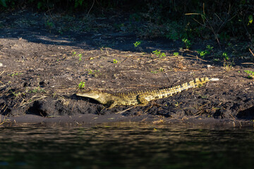 resting nile crocodile on the river bank in Chobe river, Botswana safari wildlife