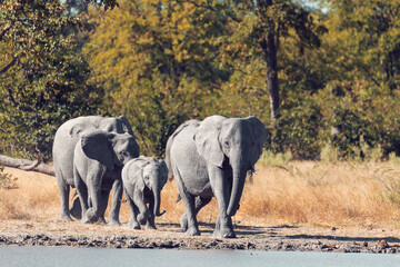African Elephant family with small baby on small waterhole in Moremi game reserve Botswana, Africa safari wildlife