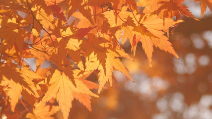 赤く色づいたかえでの葉