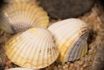 a composition of sea shells and pebbles on the sand