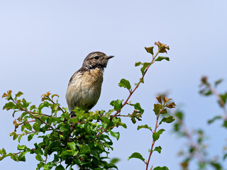 Closeup of a female European Stonechat (Saxicola rubicola), Germany