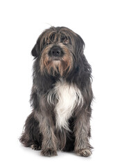 Pyrenean Sheepdog in studio