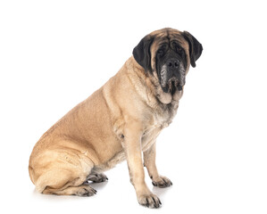 English Mastiff in studio