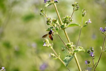 Honey bee collecting the pollen or nectar from the grass flower in the garden during sunny day.