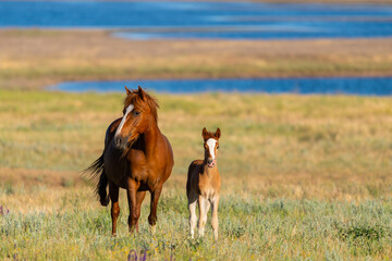 Fototapeta na wymiar Wild horses, mare and foal in wild life