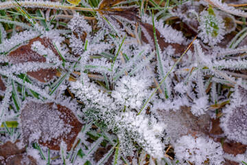 grass and leaves on the ground are covered with frost