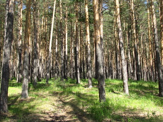 Obraz premium nature